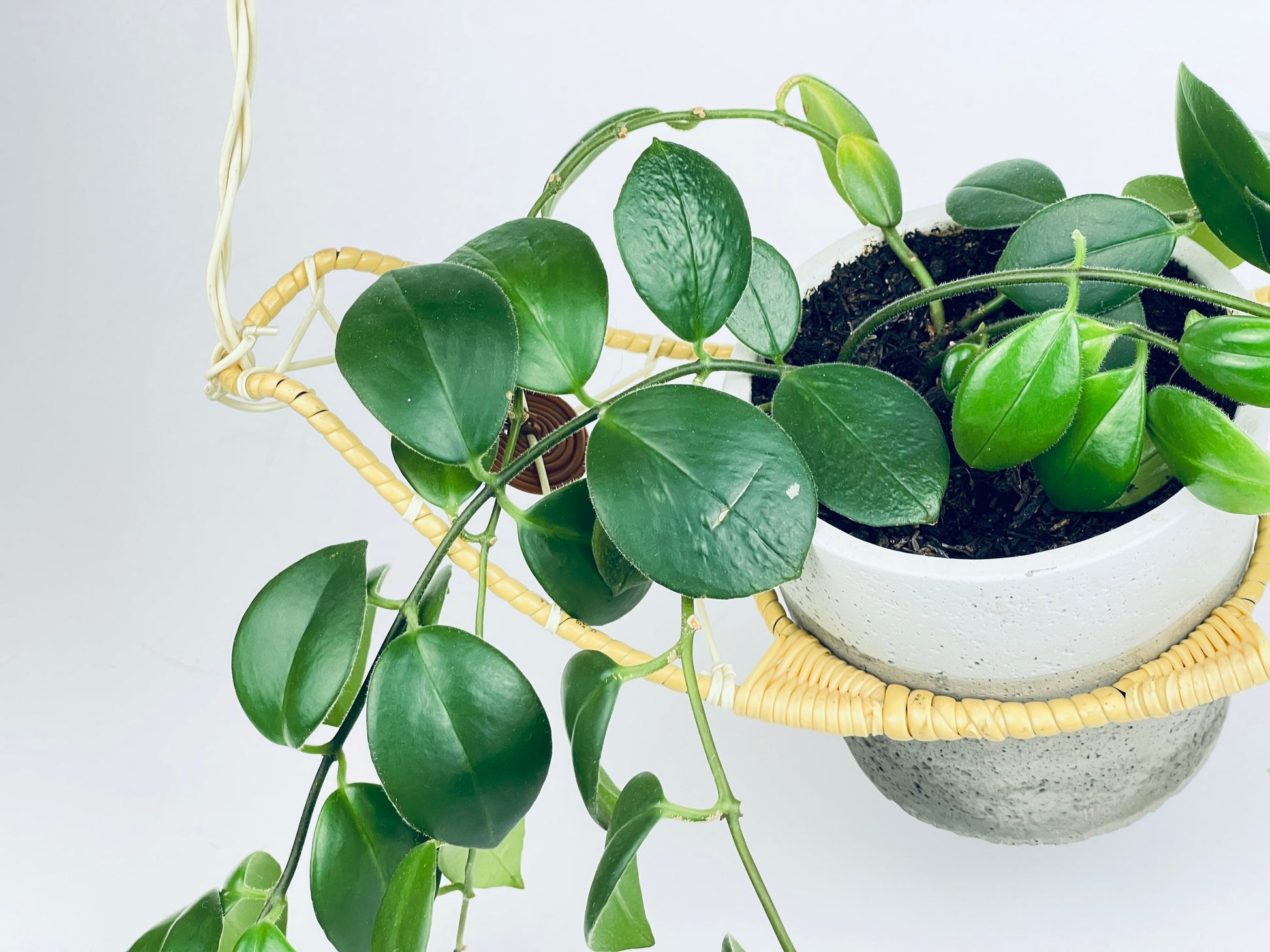 Product image for 'vintage ceiling plant hanger boho west german made kunstgewerblicher heimschmuck' (view d63f2d)