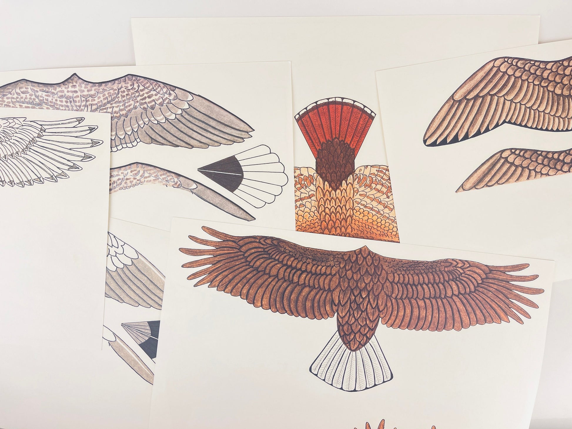 Product image for 'vintage eddie bauer bird gliders six 6 high flying paper gliders art by mike vannozzi new old stock nos' (view be8fc4)