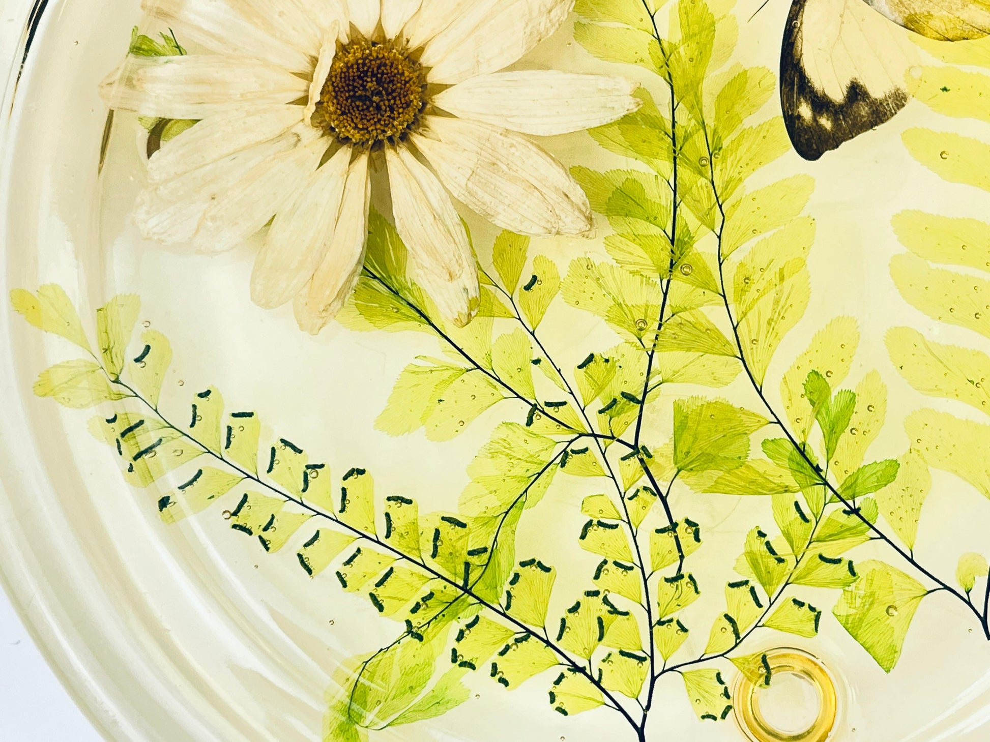 Product image for 'vintage pressed butterfly foliage lucite glass dome cloche design gifts mcmlxxiv 1974 made in usa' (view 4f2734)