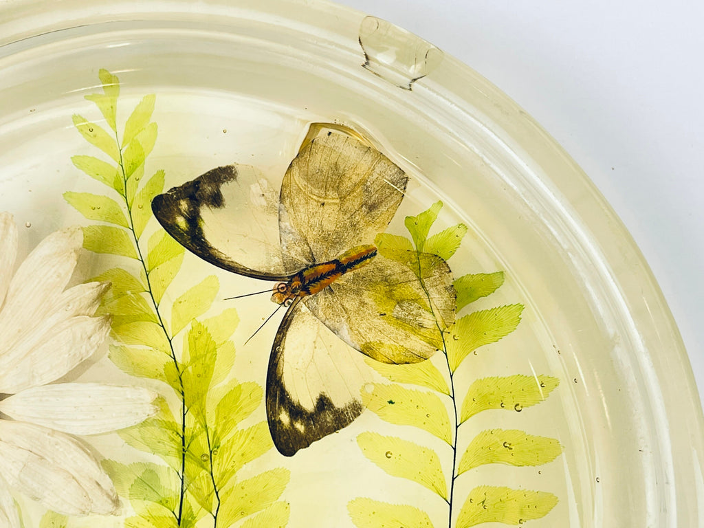 Product image for 'vintage pressed butterfly foliage lucite glass dome cloche design gifts mcmlxxiv 1974 made in usa' (view d1277b)