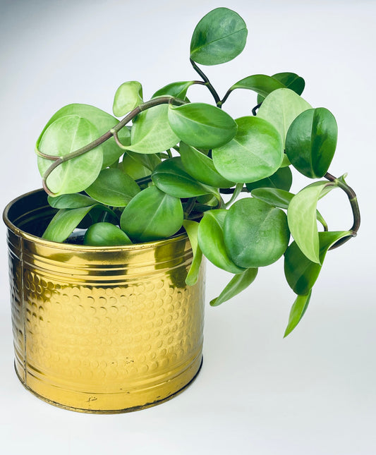 Product image for 'vintage hammered brass indoor planter pot' (view ff63a3)