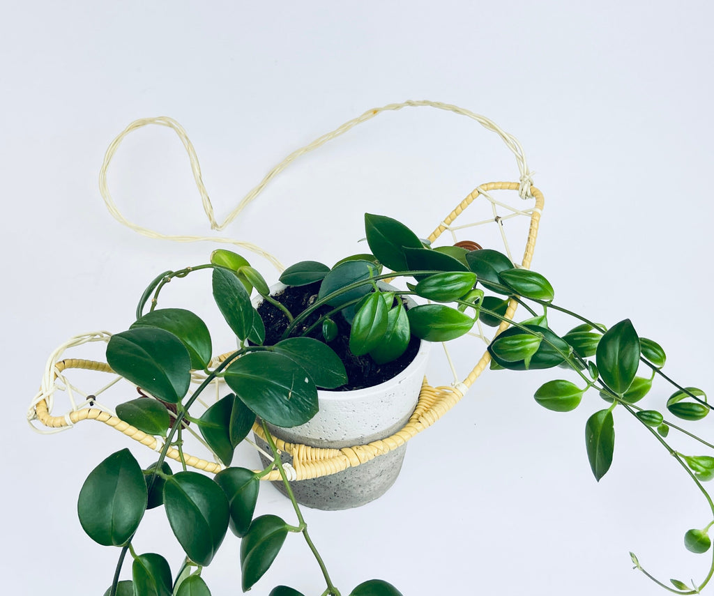 Product image for 'vintage ceiling plant hanger boho west german made kunstgewerblicher heimschmuck' (view de0be2)