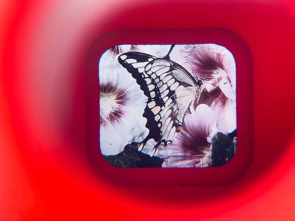 Butterfly on a flower with a red circular border