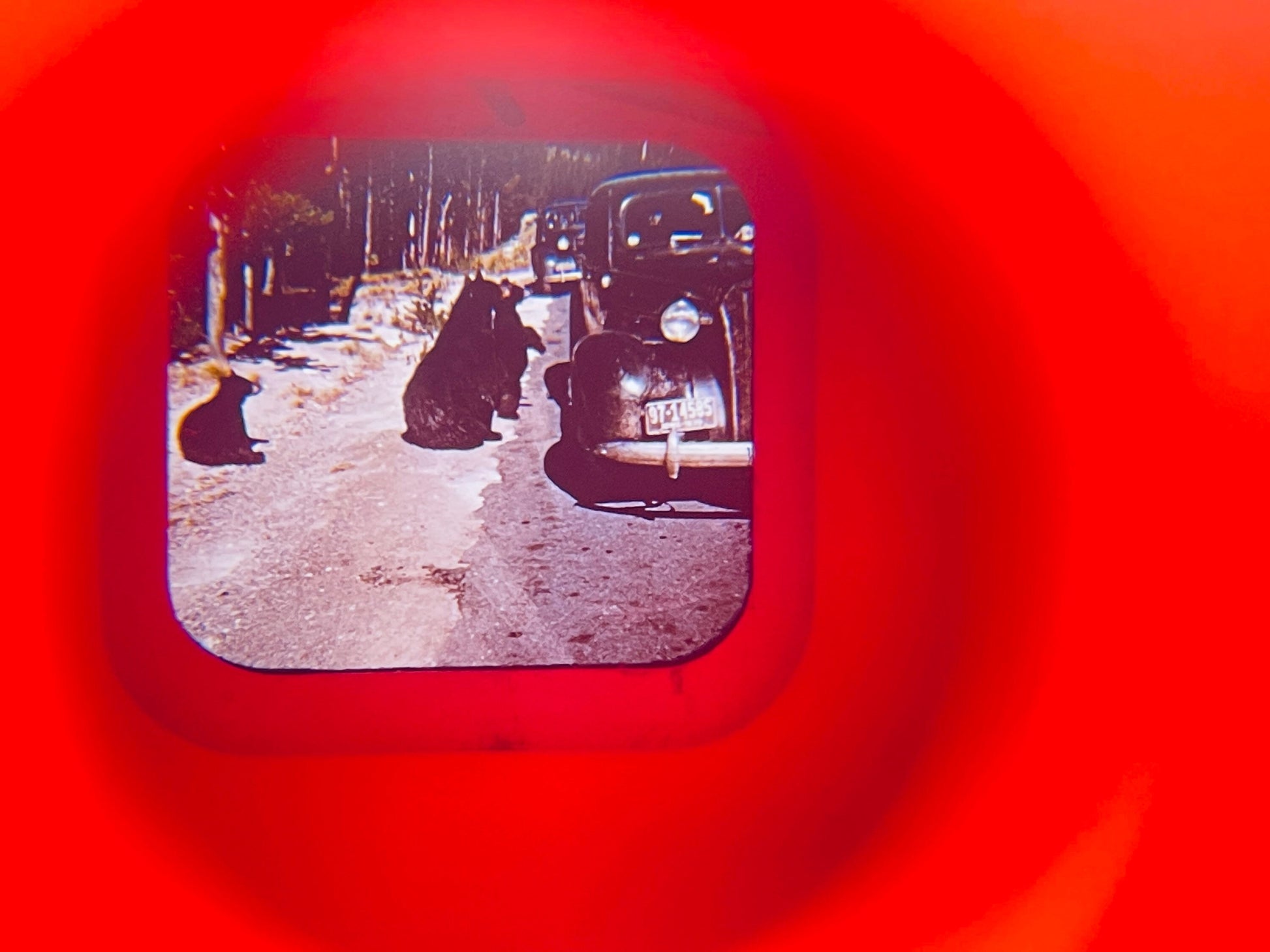 Vintage car with three bears sitting on the road, framed by a red circular border.