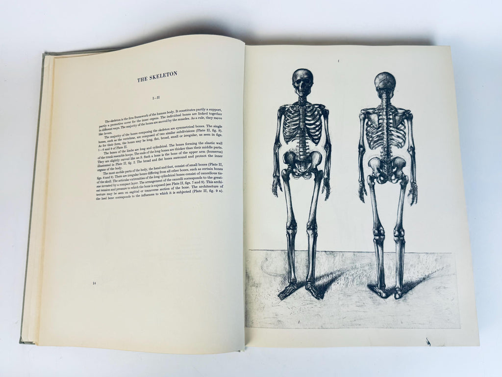 Vintage 'Anatomy For The Artist' Coffee Table Book  Pale Sage Cloth Bound - 7th Edition (1958)  Printed in Hungary By Jenõ Barcsay