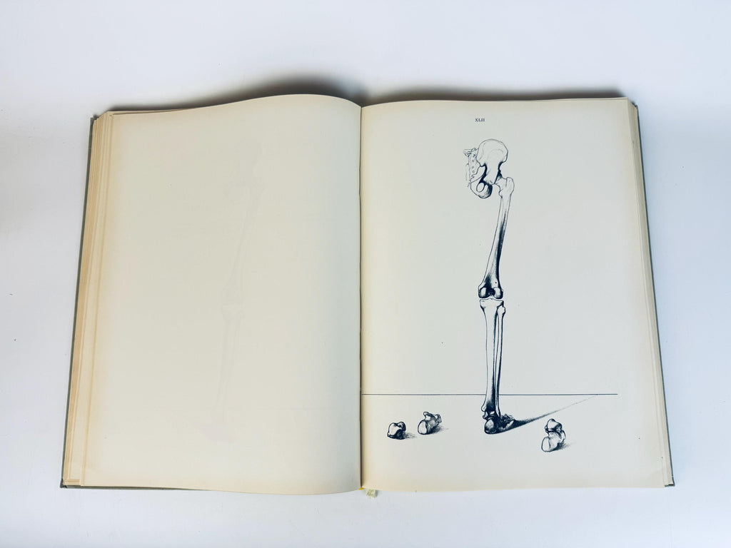 Vintage 'Anatomy For The Artist' Coffee Table Book  Pale Sage Cloth Bound - 7th Edition (1958)  Printed in Hungary By Jenõ Barcsay