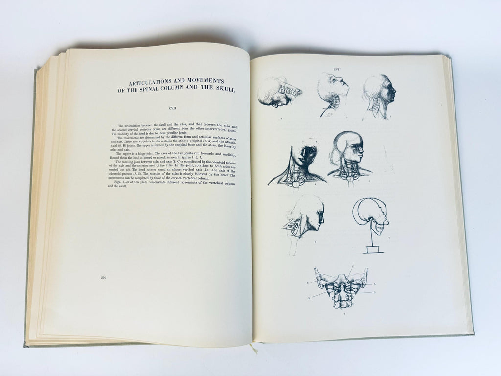 Vintage 'Anatomy For The Artist' Coffee Table Book  Pale Sage Cloth Bound - 7th Edition (1958)  Printed in Hungary By Jenõ Barcsay