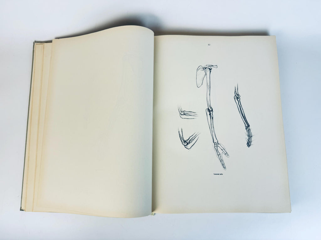 Vintage 'Anatomy For The Artist' Coffee Table Book  Pale Sage Cloth Bound - 7th Edition (1958)  Printed in Hungary By Jenõ Barcsay